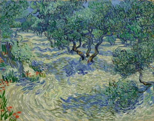 Olive Trees / Olive Grove
