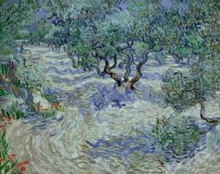 Olive Grove