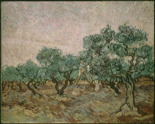 Olive Pickers