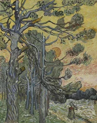 Pine Trees at Sunset