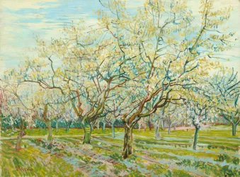 The White Orchard