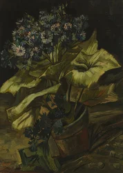 Zinerarie. 1885