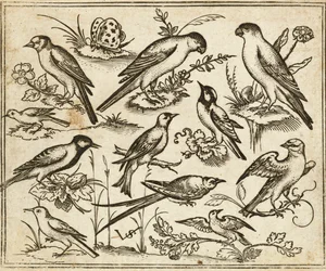 Eleven Birds Sitting on Patches of Flowering Foliage and Small Branches on a Minimal Ground with a Butterfly, from Douce Ornament Prints Album I