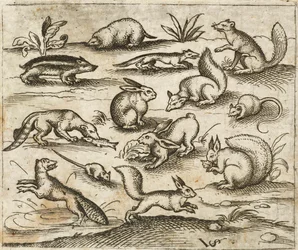 Group of Small Woodland Creatures Eating and Running Around a Pond, Including Mice, Rabbit, Squirrel, Raccoon, Woodchuck, Ferret, Marten, and Badger, from Douce Ornament Prints Album I