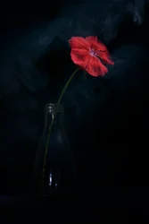 Dramatic Red Bloom