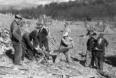 Farmhands in a cornfield saw a log to make firewood using a crosscut saw operated by two men