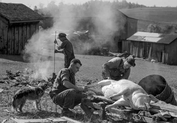 Men prepare a slaughtered pig to be roasted on a farm barnyard, West Virginia