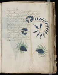 This Page of the Voynich Manuscript Might Possibly Show One of the Oldest Illustrations of a Drosera