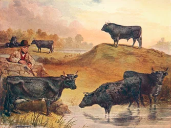 Kerry cattle, c1903 c1910