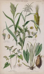 Millet; Maize; Buckwheat; Taro