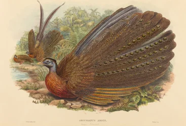 Argus Pheasant