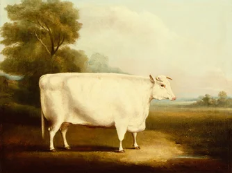 A Short Horn Steer in a Field