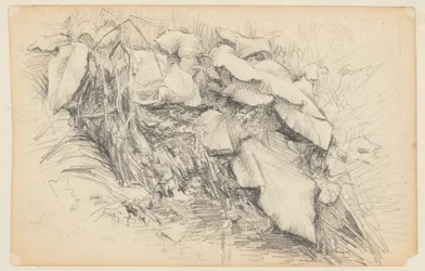 Study of Grass and Plants