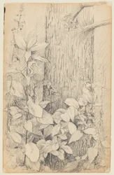 Study of Undergrowth