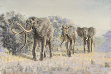 African elephants