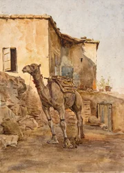 Tethered Camel