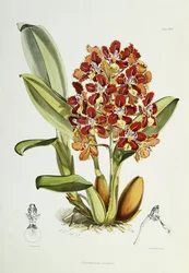 Odontoglossum Coronarium