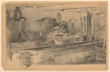 Cattle Study for Sheep-Shearing
