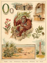 Letter O