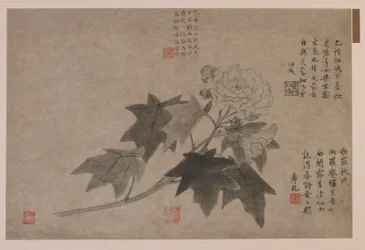 Hibiscus