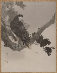 Eagle in a Tree