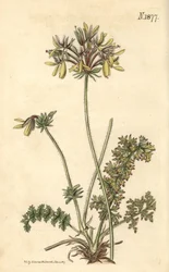 Yellow Fumitory-flowered Crane