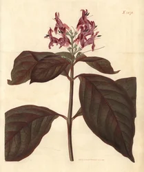 Milk of the Virgin - Caricature-plant, Graptophyllum pictum. Handcoloured botanical engraving from John Sims