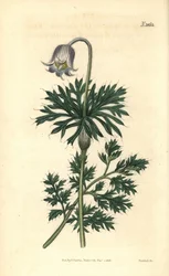 Pale-flowered Meadow Pasque-flower, Anemone pratensis obsoleta. Handcoloured botanical engraving from John Sims