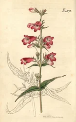Penstemon campanulatus, Flower