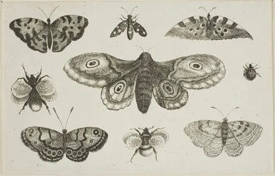 A Moth, Butterflies, and Bees