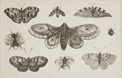 A Moth, Butterflies, and Bees