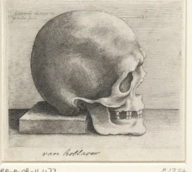 Anatomical Study of a Skull