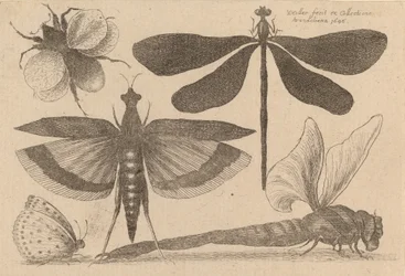 Dragonflies and a Bumble Bee
