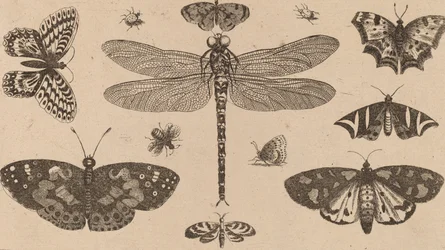 Dragonfly, Ladybirds, and Butterflies