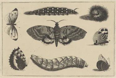 Three Caterpillars, a Moth, and Four Butterflies