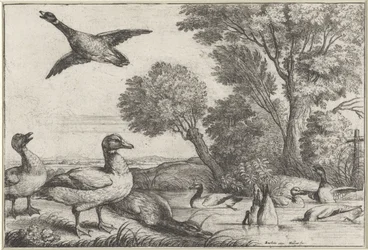 Ducks (Diversae avium species series) (Various Birds series)