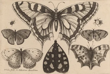 Five Butterflies, a Moth, and Two Beetles, 1646
