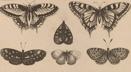 Five Butterflies and a Moth