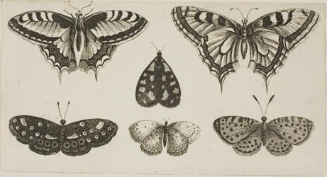 Five Butterflies and a Moth