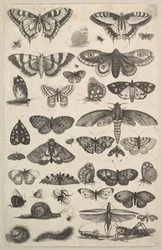 Forty-One Insects, Including Moths and Butterflies