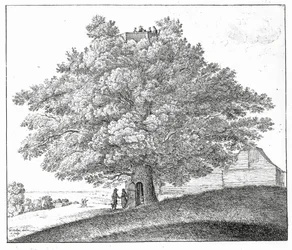 Hollow Tree at Hampstead