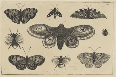 Moth, Four Butterflies, Two Bumblebees, and Two Other Insects (Various Insects)