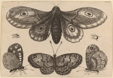 Moth, Three Butterflies, and Two Beetles