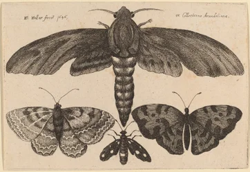 Moth and Three Butterflies