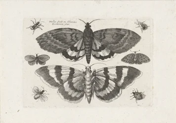 Moths and Small Insects