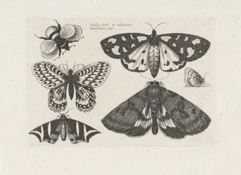 Moths, Butterflies, and a Bumblebee, Insects (series title)