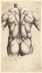 Naked Male Torso Seen from Behind