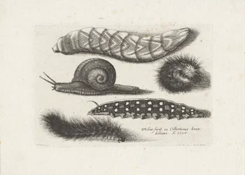 Caterpillars and a Snail (series title: Insects, Muscarum Scarabeorum)