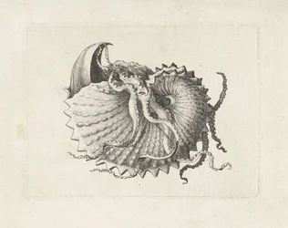 Shell, Argonauta Nodosa (Shells)