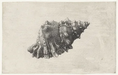 Shell, Bursa Rubeta